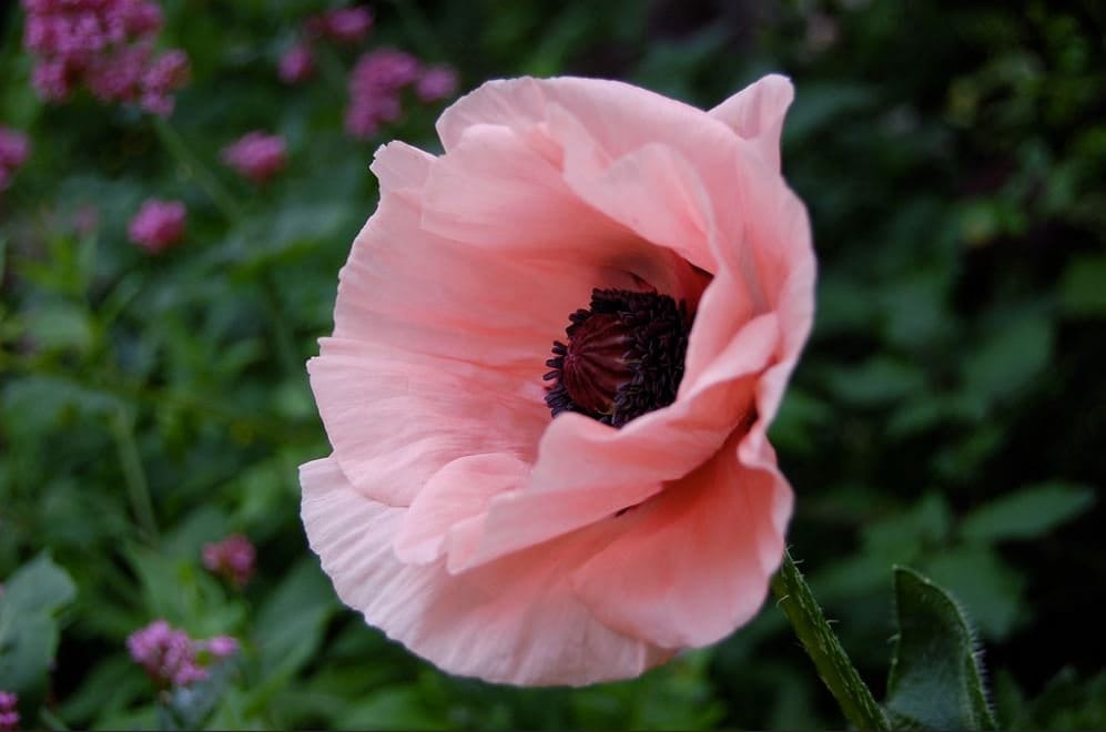 50 Princess Victoria Louise Oriental Poppy Seeds, Papaver Orientale, Rosy Pink and Black PO0350R