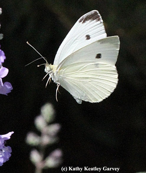 Blue Milkweed Seeds, Heavenly Blue Tweedia, Caerulea, Butterfly, Heavenborn, Oxypetalum caeruleum MW0210