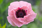 50 Princess Victoria Louise Oriental Poppy Seeds, Papaver Orientale, Rosy Pink and Black PO0350R
