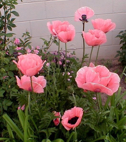 50 Princess Victoria Louise Oriental Poppy Seeds, Papaver Orientale, Rosy Pink and Black PO0350R