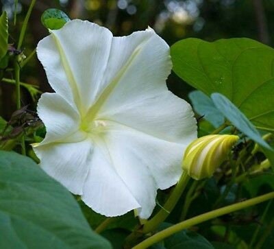 Fragrant Moon Vine, Night Blooming Moon Flower, Night Glory Seeds, White Ipomoea Alba IP0715