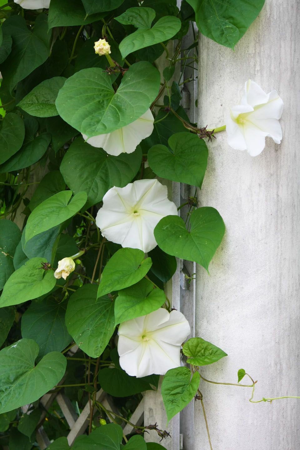 Fragrant Moon Vine, Night Blooming Moon Flower, Night Glory Seeds, White Ipomoea Alba IP0715