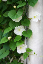 Fragrant Moon Vine, Night Blooming Moon Flower, Night Glory Seeds, White Ipomoea Alba IP0715