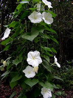 Fragrant Moon Vine, Night Blooming Moon Flower, Night Glory Seeds, White Ipomoea Alba IP0715