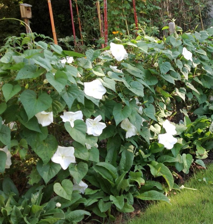 Fragrant Moon Vine, Night Blooming Moon Flower, Night Glory Seeds, White Ipomoea Alba IP0715