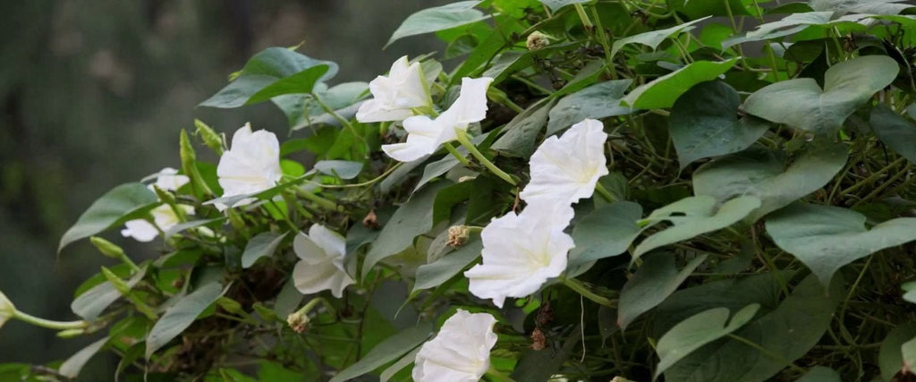 Fragrant Moon Vine, Night Blooming Moon Flower, Night Glory Seeds, White Ipomoea Alba IP0715