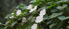 Fragrant Moon Vine, Night Blooming Moon Flower, Night Glory Seeds, White Ipomoea Alba IP0715