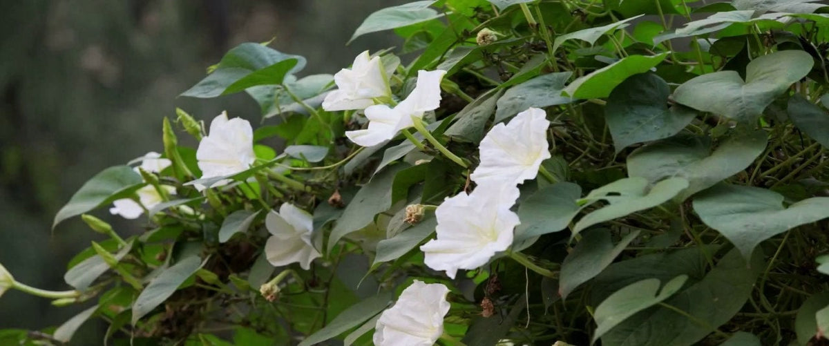 Fragrant Moon Vine, Night Blooming Moon Flower, Night Glory Seeds, White Ipomoea Alba IP0715