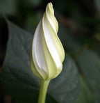 Fragrant Moon Vine, Night Blooming Moon Flower, Night Glory Seeds, White Ipomoea Alba IP0715