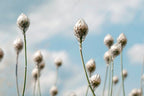 White Cupid's Dart Love Potion Plant Seeds, Catananche Alba White CA0220