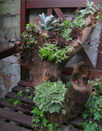 100 Mixed Sempervivum SEEDS, Hens and Chicks Succulents, Hybrid Random assortment, surprise plants SH011C