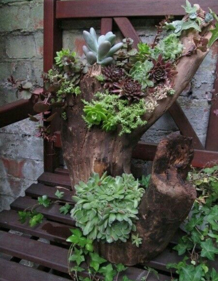 100 Mixed Sempervivum SEEDS, Hens and Chicks Succulents, Hybrid Random assortment, surprise plants SH011C