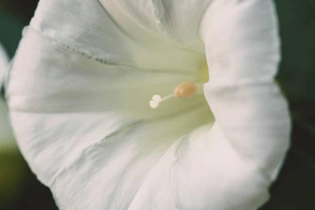 Fragrant Moon Vine, Night Blooming Moon Flower, Night Glory Seeds, White Ipomoea Alba IP0715
