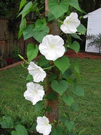 Fragrant Moon Vine, Night Blooming Moon Flower, Night Glory Seeds, White Ipomoea Alba IP0715