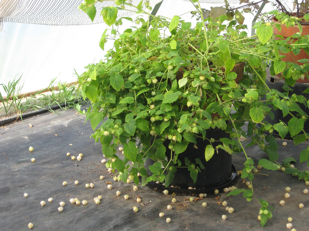 Aunt Molly's Ground Cherry Seeds, Delicious fruit, Physalis Pruinosa PH0225