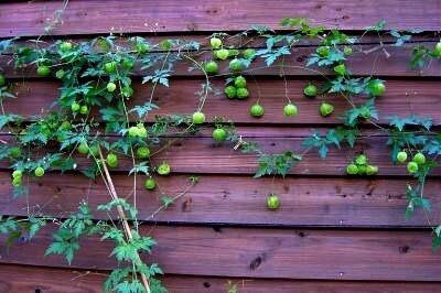 Love In The Puff Seeds, Paper Lantern, Balloon Vine, Heart Seed, Cardiospermum Halicacabum CD4020