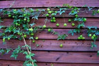 Love In The Puff Seeds, Paper Lantern, Balloon Vine, Heart Seed, Cardiospermum Halicacabum CD4020
