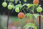 Love In The Puff Seeds, Paper Lantern, Balloon Vine, Heart Seed, Cardiospermum Halicacabum CD4020