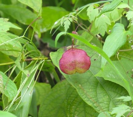 Love In The Puff Seeds, Paper Lantern, Balloon Vine, Heart Seed, Cardiospermum Halicacabum CD4020