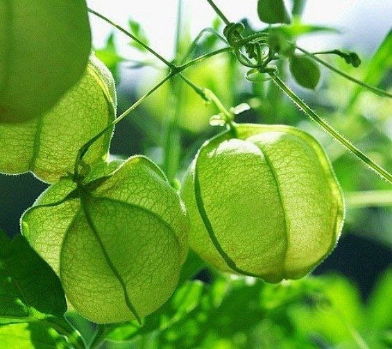 Love In The Puff Seeds, Paper Lantern, Balloon Vine, Heart Seed, Cardiospermum Halicacabum CD4020