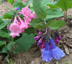 Virginia Bluebell Seeds, Mertensia Virginica, ME4020R
