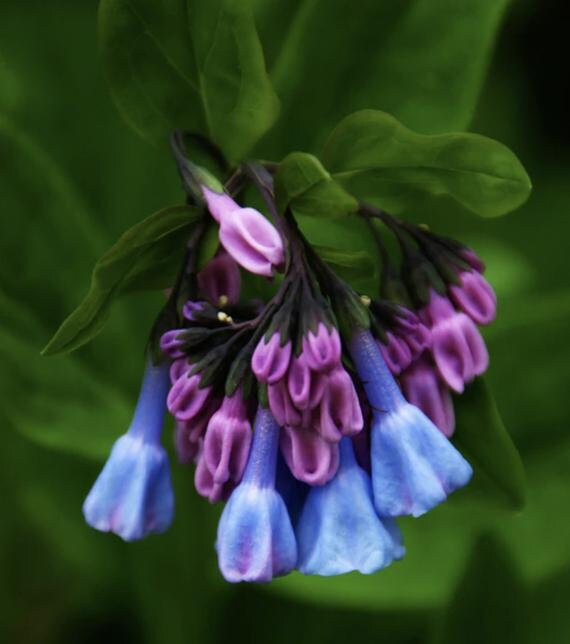Virginia Bluebell Seeds, Mertensia Virginica, ME4020R