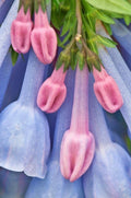 Virginia Bluebell Seeds, Mertensia Virginica, ME4020R