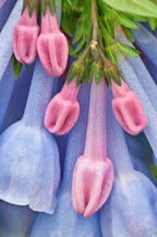 Virginia Bluebell Seeds, Mertensia Virginica, ME4020R