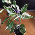 Organic Purple Tiger Variegated Hot Pepper Seeds, Trifetti Capsicum Annuum CH1310