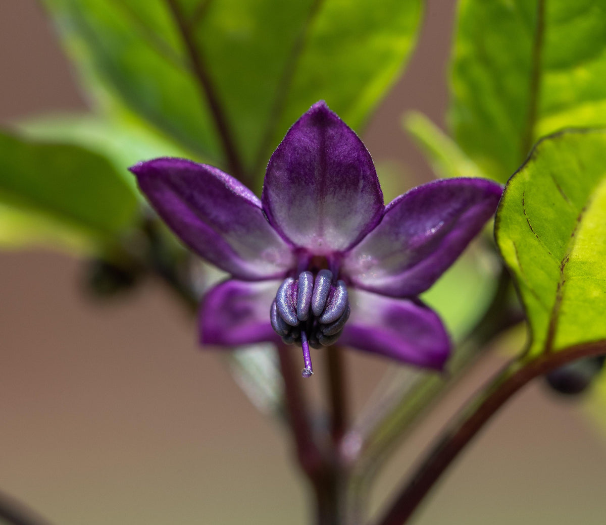 Organic Purple Tiger Variegated Hot Pepper Seeds, Trifetti Capsicum Annuum CH1310