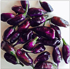 Organic Purple Tiger Variegated Hot Pepper Seeds, Trifetti Capsicum Annuum CH1310