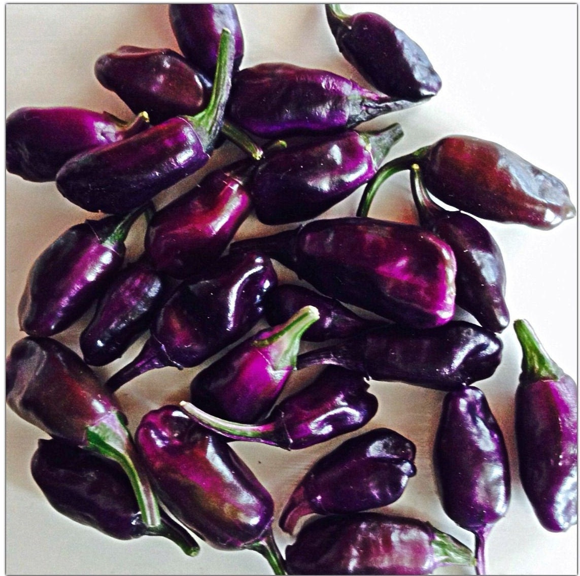 Organic Purple Tiger Variegated Hot Pepper Seeds, Trifetti Capsicum Annuum CH1310