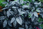 Black Pearl Hot Pepper Seeds, Edible Ornamental, Capsicum Annuum CH1510