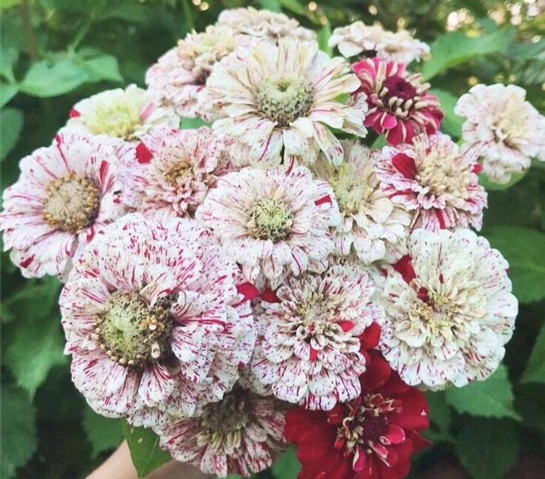 Peppermint Stick Zinnia Seeds, Organic Zinnia Elegans ZE0550