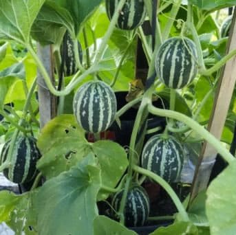 Rich Sweetness Tiny Melon Seeds, Cucumis Melo CU1220 – SeedCult