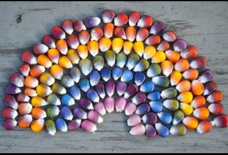 Organic Glass Gem Corn Seeds, Zea Mays, ZM0725
