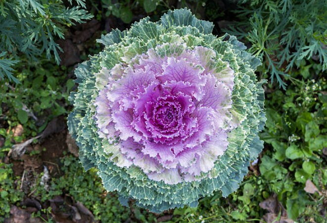 50 Mix Ornamental Kale and Cabbage Rainbow Seeds, Rainbow Assortment, Brassica Oleracea BR1150