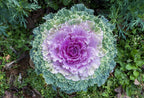 50 Mix Ornamental Kale and Cabbage Rainbow Seeds, Rainbow Assortment, Brassica Oleracea BR1150