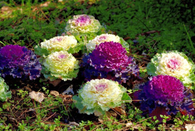 50 Mix Ornamental Kale and Cabbage Rainbow Seeds, Rainbow Assortment, Brassica Oleracea BR1150