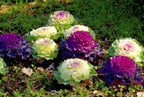 50 Mix Ornamental Kale and Cabbage Rainbow Seeds, Rainbow Assortment, Brassica Oleracea BR1150