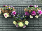 50 Mix Ornamental Kale and Cabbage Rainbow Seeds, Rainbow Assortment, Brassica Oleracea BR1150
