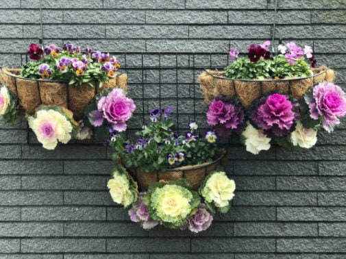 50 Mix Ornamental Kale and Cabbage Rainbow Seeds, Rainbow Assortment, Brassica Oleracea BR1150