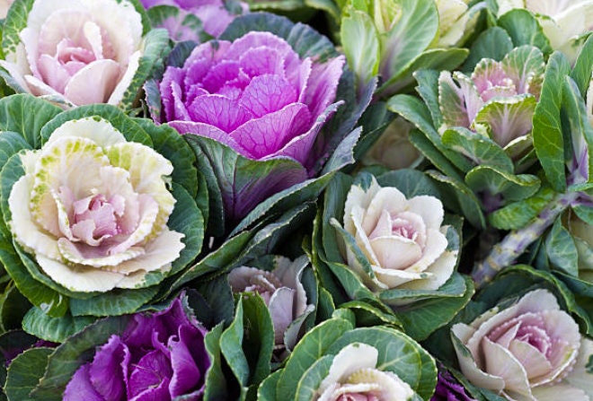 50 Mix Ornamental Kale and Cabbage Rainbow Seeds, Rainbow Assortment, Brassica Oleracea BR1150