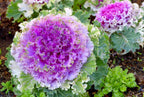 50 Mix Ornamental Kale and Cabbage Rainbow Seeds, Rainbow Assortment, Brassica Oleracea BR1150