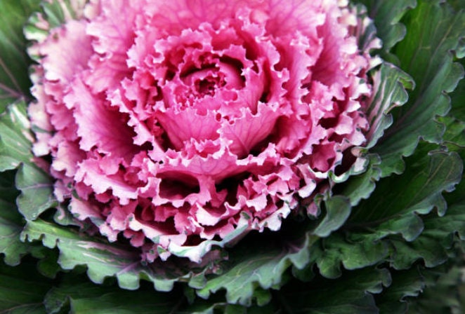 50 Mix Ornamental Kale and Cabbage Rainbow Seeds, Rainbow Assortment, Brassica Oleracea BR1150