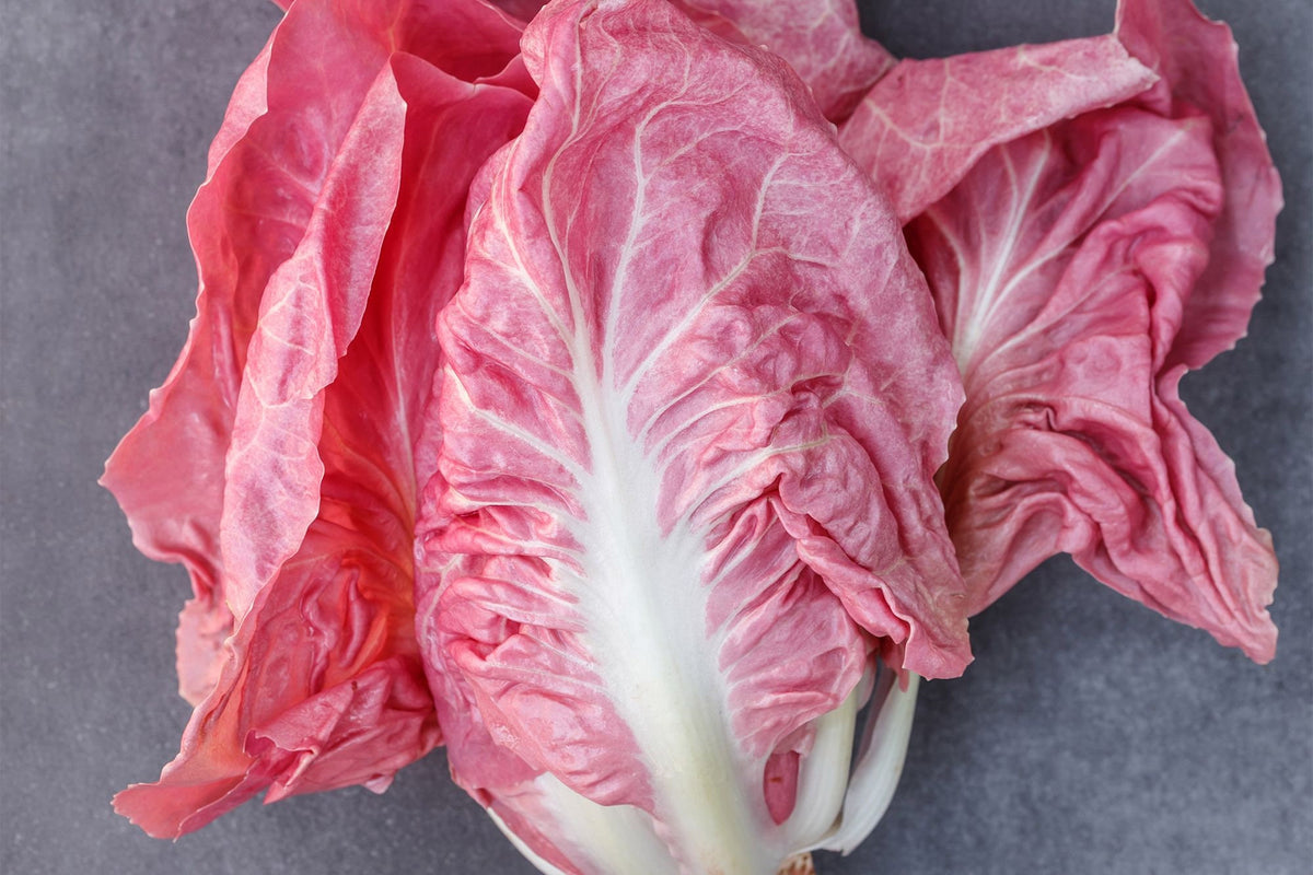 Mantovano Radicchio Seeds, Pink "Lettuce" Cichorium intybus CI0130