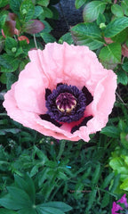 50 Queen Alexandra Oriental Poppy Seeds, Papaver Orientale, Salmon Pink with Purple PO0450R