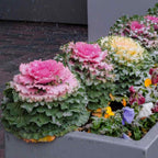 50 Mix Ornamental Kale and Cabbage Rainbow Seeds, Rainbow Assortment, Brassica Oleracea BR1150