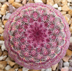 SEEDS Rainbow Hedgehog Cactus, Echinocereus Rigidissimus Rubinspinus Chihuahua EH0110