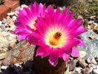 SEEDS Rainbow Hedgehog Cactus, Echinocereus Rigidissimus Rubinspinus Chihuahua EH0110